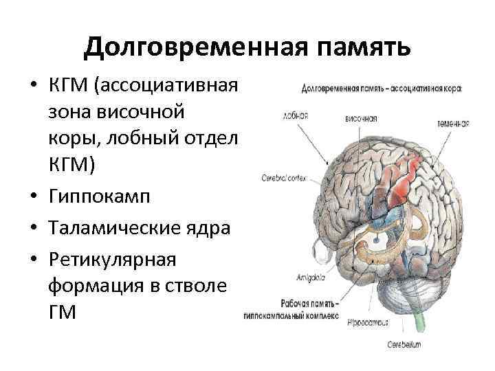 Память функция мозга. Структуры головного мозга отвечающие за память. Кратковременная память часть мозга. Отдел головного мозга +отвечающий за кратковременную память. Структура памяти человека долговременная.