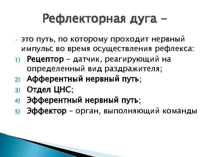 Рефлекторная дуга это путь, по которому проходит нервный импульс во время осуществления рефлекса: 1)