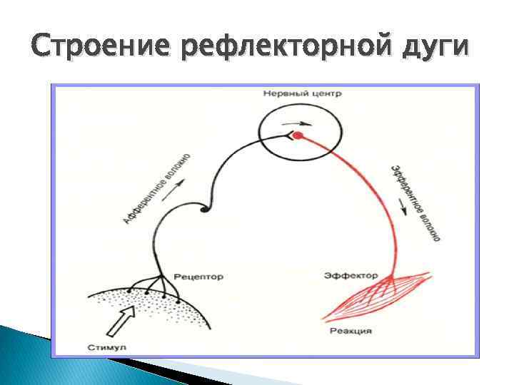 Дуга безусловного рефлекса схема