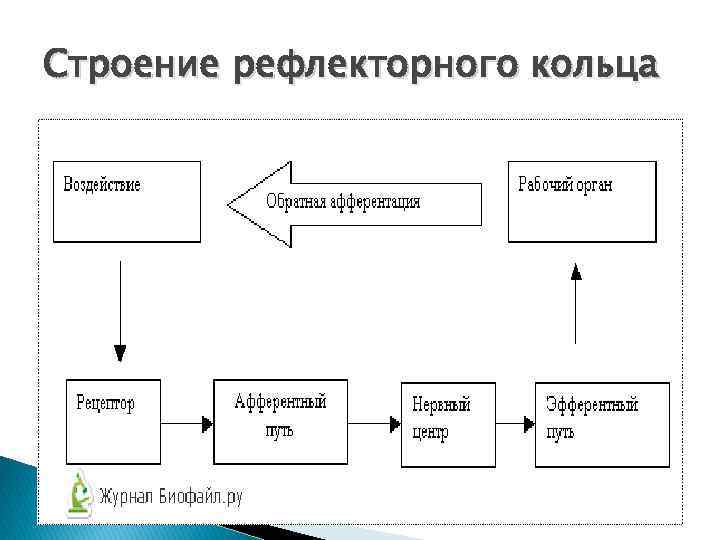 Схема рефлекторного кольца