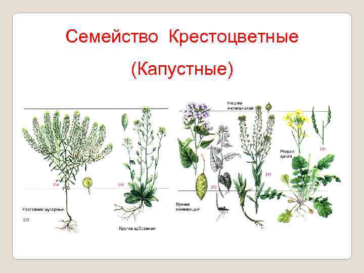 Семейство Крестоцветные (Капустные) 