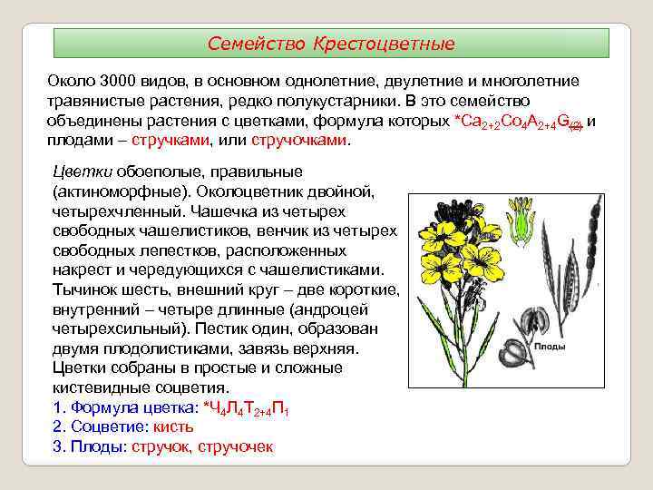 Семейство Крестоцветные Около 3000 видов, в основном однолетние, двулетние и многолетние травянистые растения, редко