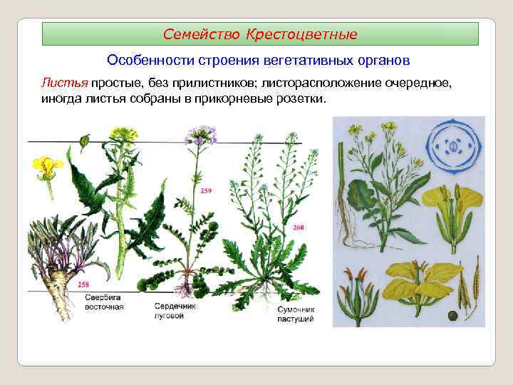Семейство Крестоцветные Особенности строения вегетативных органов Листья простые, без прилистников; листорасположение очередное, иногда листья