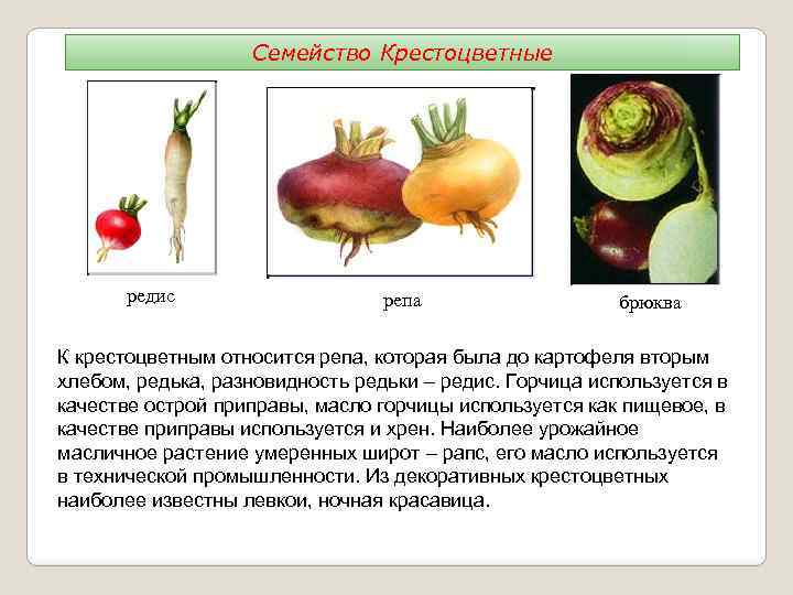 Семейство Крестоцветные редис репа брюква К крестоцветным относится репа, которая была до картофеля вторым