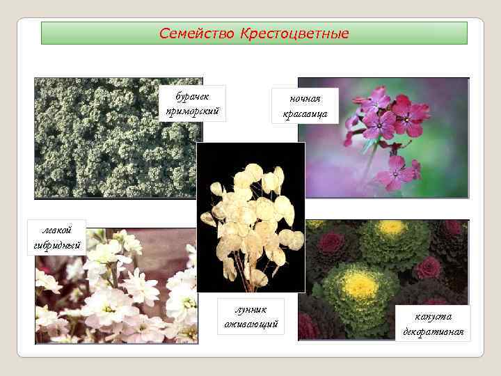 Семейство Крестоцветные бурачек приморский ночная красавица левкой гибридный лунник оживающий капуста декоративная 