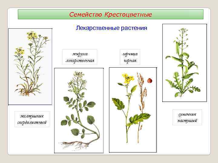 Семейство Крестоцветные Лекарственные растения жируха лекарственная желтушник скердолистный горчица черная сумочник пастуший 