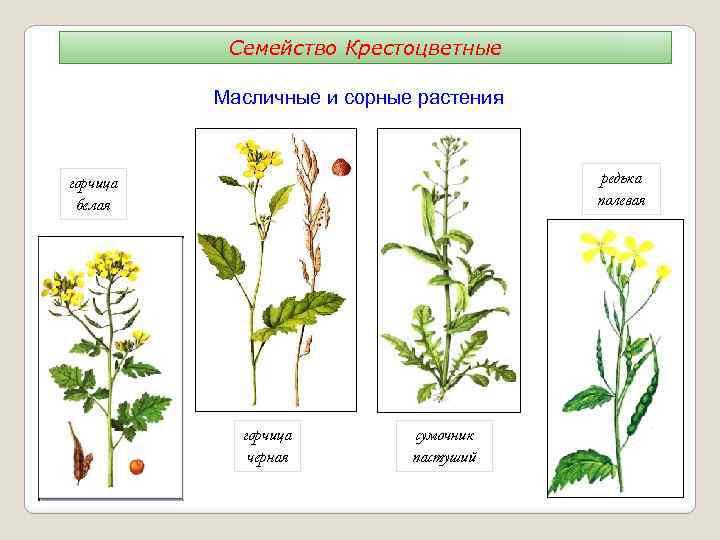 Семейство Крестоцветные Масличные и сорные растения редька полевая горчица белая горчица черная сумочник пастуший
