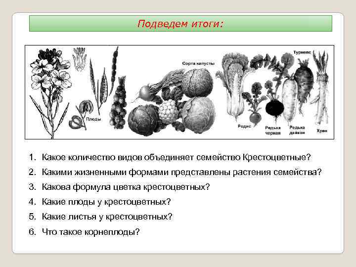 Подведем итоги: 1. Какое количество видов объединяет семейство Крестоцветные? 2. Какими жизненными формами представлены