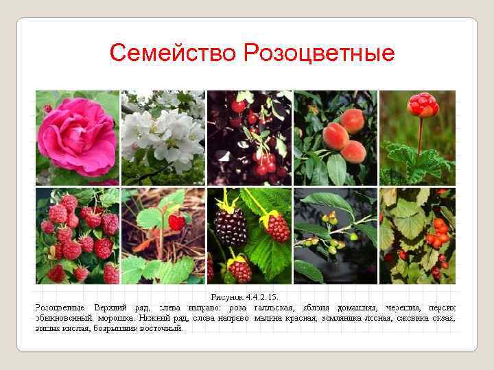 Семейство Розоцветные 