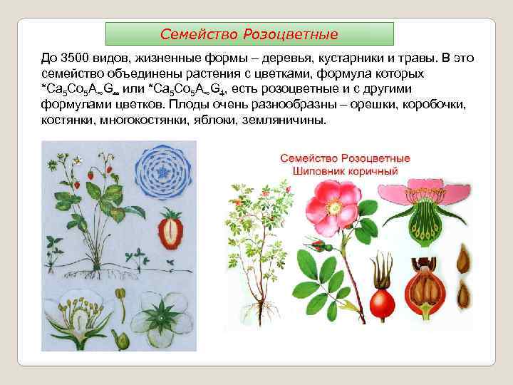 Семейство Розоцветные До 3500 видов, жизненные формы – деревья, кустарники и травы. В это