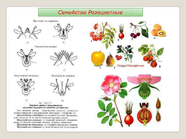Семейство Розоцветные 