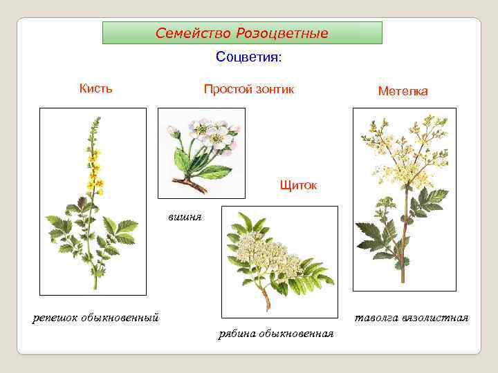 Семейство Розоцветные Соцветия: Кисть Простой зонтик Метелка Щиток вишня репешок обыкновенный таволга вязолистная рябина