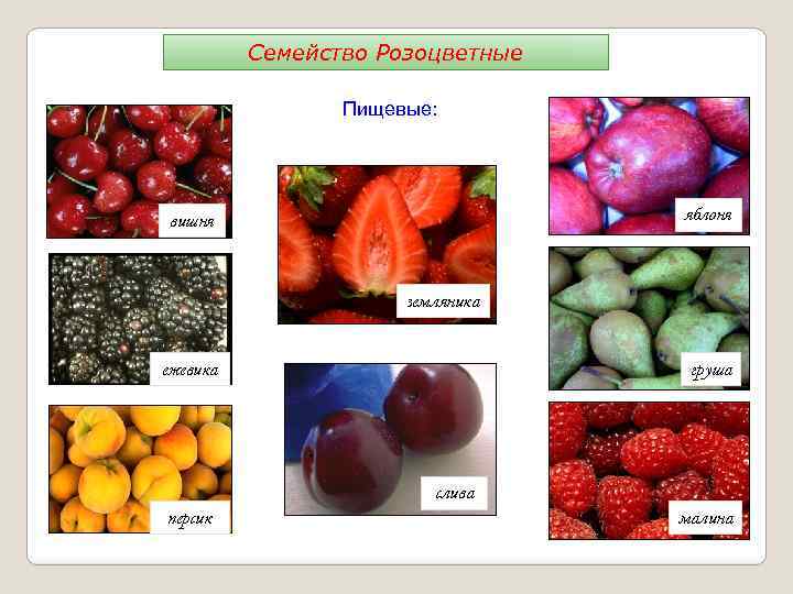 Семейство Розоцветные Пищевые: яблоня вишня земляника ежевика груша слива персик малина 