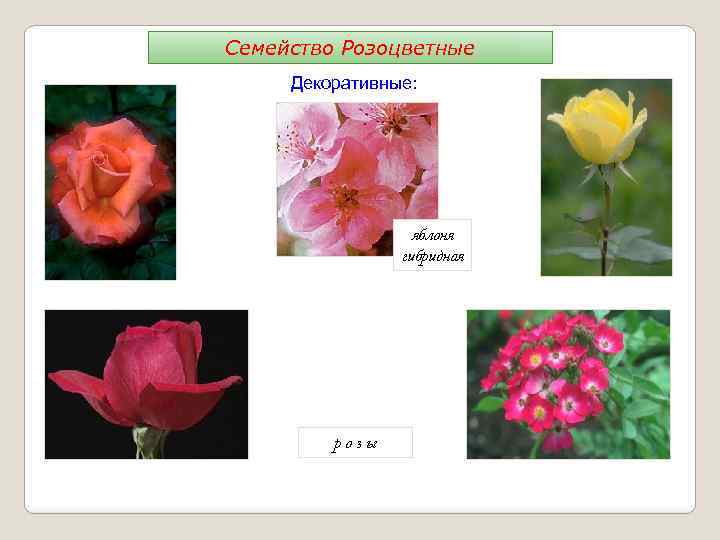 Семейство Розоцветные Декоративные: яблоня гибридная розы 