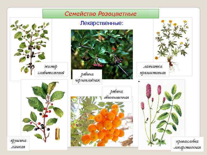 Семейство Розоцветные Лекарственные: жестер слабительный лапчатка прямостоячая рябина черноплодная рябина обыкновенная крушина ломкая кровохлебка