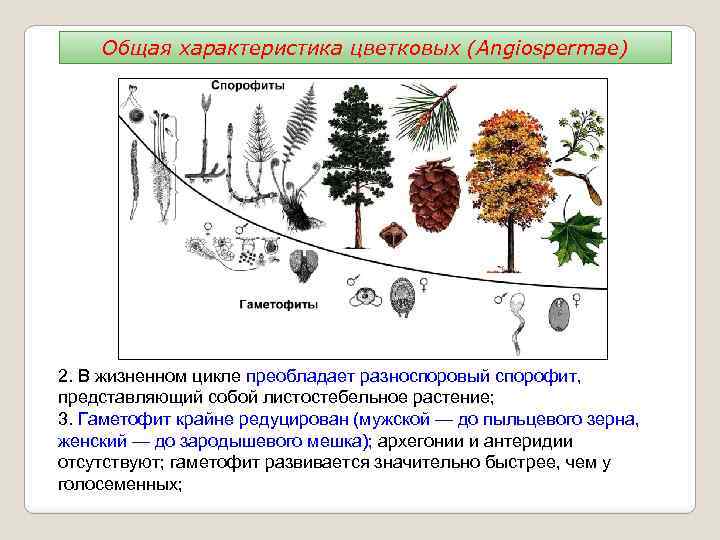 Общая характеристика цветковых (Angiospermae) 2. В жизненном цикле преобладает разноспоровый спорофит, представляющий собой листостебельное