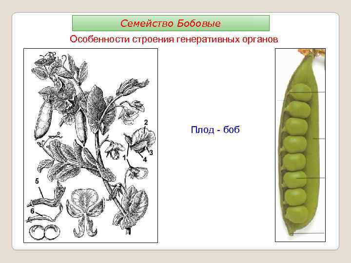 Семейство Бобовые Особенности строения генеративных органов Плод - боб 