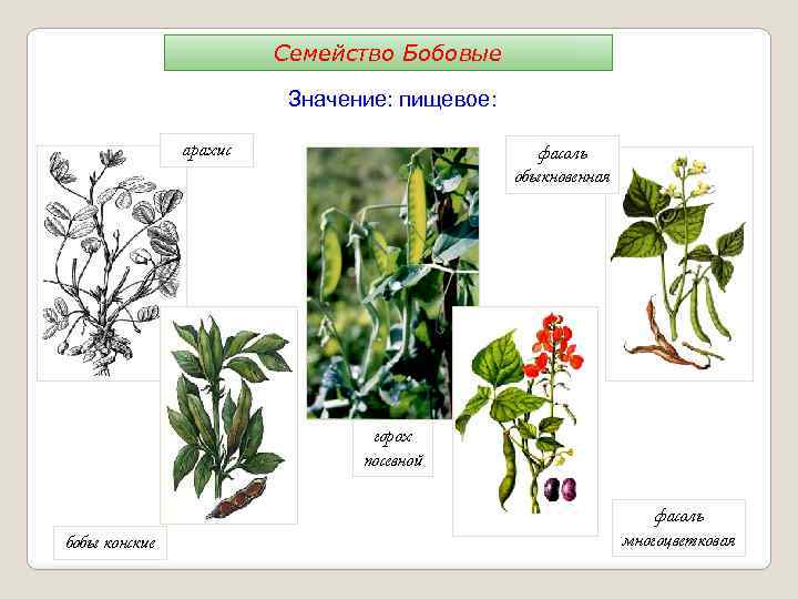 Семейство Бобовые Значение: пищевое: арахис фасоль обыкновенная горох посевной бобы конские фасоль многоцветковая 