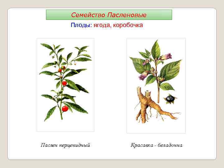 Семейство Пасленовые Плоды: ягода, коробочка Паслен перцевидный Красавка - беладонна 
