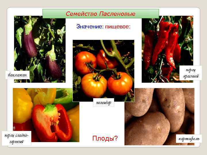 Семейство Пасленовые Значение: пищевое: перец красный баклажан помидор перец сладкогорький Плоды? картофель 