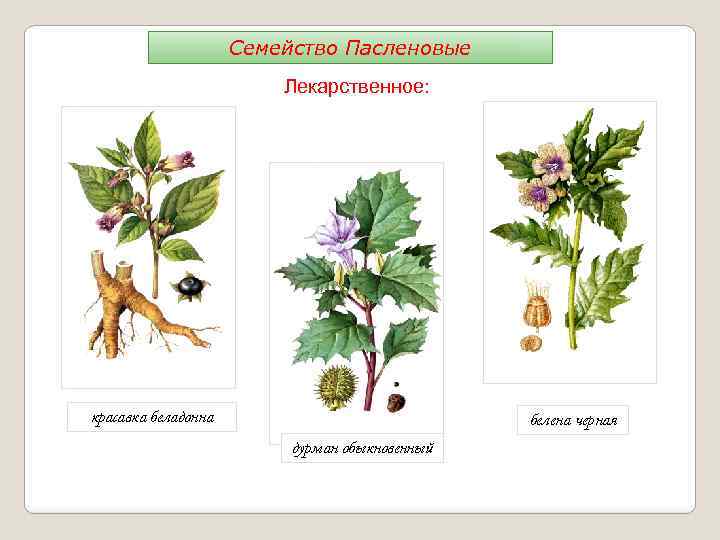 Семейство Пасленовые Лекарственное: красавка беладонна белена черная дурман обыкновенный 