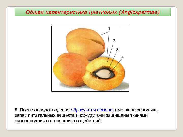 Общая характеристика цветковых (Angiospermae) 6. После оплодотворения образуются семена, имеющие зародыш, запас питательных веществ