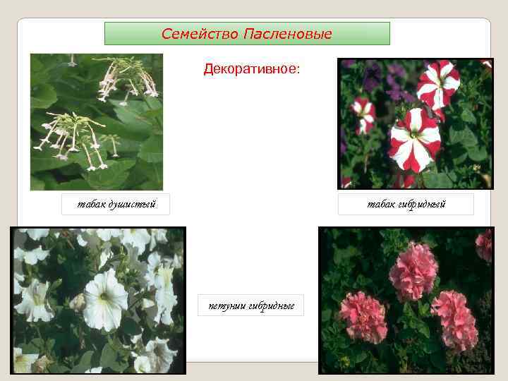 Семейство Пасленовые Декоративное: табак душистый табак гибридный петунии гибридные 