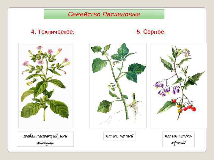 Семейство Пасленовые 4. Техническое: табак настоящий, или махорка 5. Сорное: паслен черный паслен сладкогорький