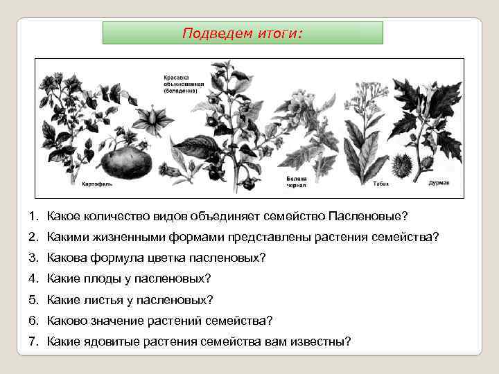Подведем итоги: 1. Какое количество видов объединяет семейство Пасленовые? 2. Какими жизненными формами представлены