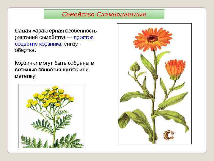 Семейство Сложноцветные Самая характерная особенность растений семейства — простое соцветие корзинка, снизу обертка. Корзинки