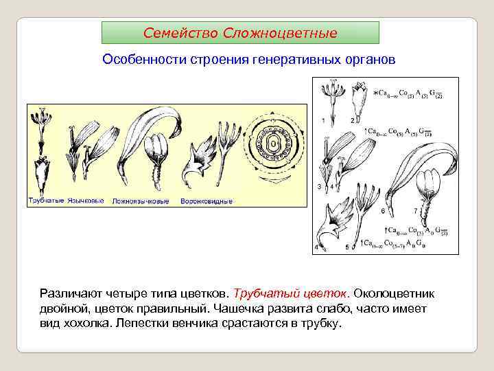 Семейство Сложноцветные Особенности строения генеративных органов Различают четыре типа цветков. Трубчатый цветок. Околоцветник двойной,
