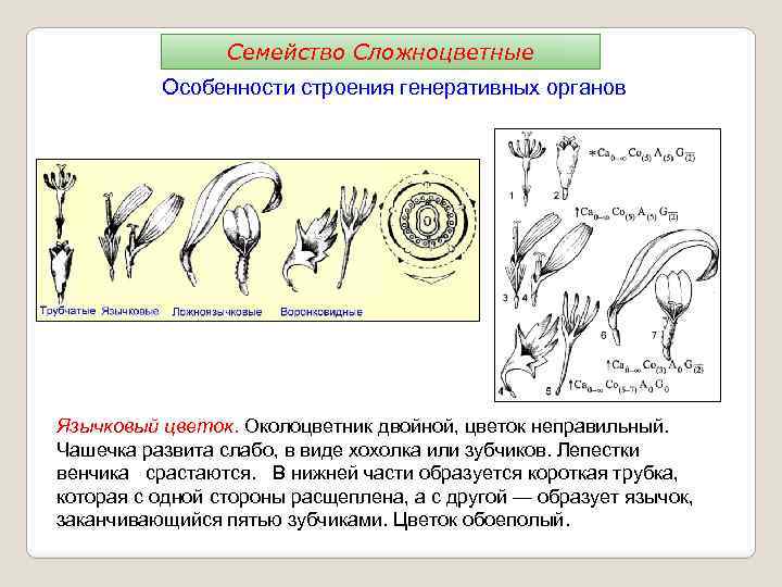 Семейство Сложноцветные Особенности строения генеративных органов Язычковый цветок. Околоцветник двойной, цветок неправильный. Чашечка развита