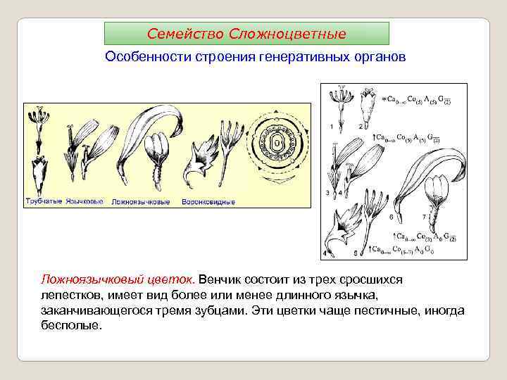 Семейство Сложноцветные Особенности строения генеративных органов Ложноязычковый цветок. Венчик состоит из трех сросшихся лепестков,