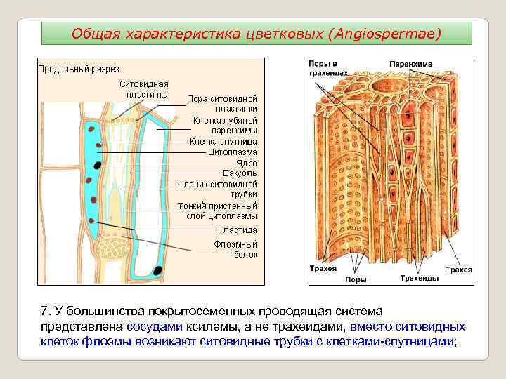Общая характеристика цветковых (Angiospermae) 7. У большинства покрытосеменных проводящая система представлена сосудами ксилемы, а