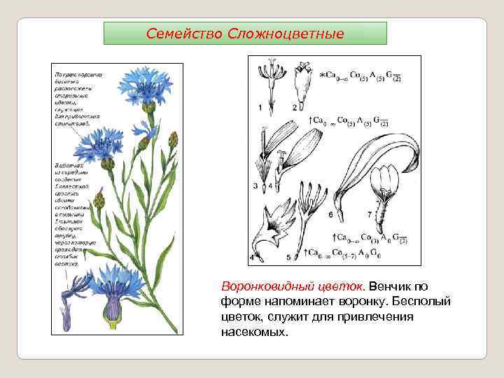 Семейство Сложноцветные Воронковидный цветок. Венчик по форме напоминает воронку. Бесполый цветок, служит для привлечения