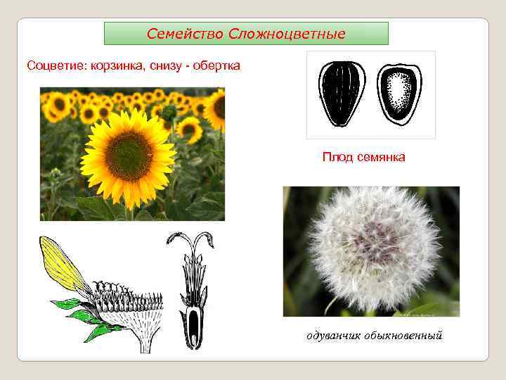 Семейство Сложноцветные Соцветие: корзинка, снизу - обертка Плод семянка подсолнечник одуванчик обыкновенный 