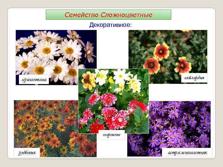 Семейство Сложноцветные Декоративное: гайлардия хризантема георгины рудбекия астра многолетняя 