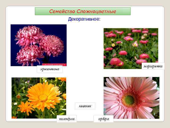 Семейство Сложноцветные Декоративное: маргаритка хризантема нивяник календула гербера 