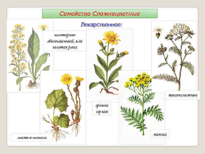 Семейство Сложноцветные Лекарственное: золотарник обыкновенный, или золотая розга тысячелистник арника горная мать-и-мачеха пижма 