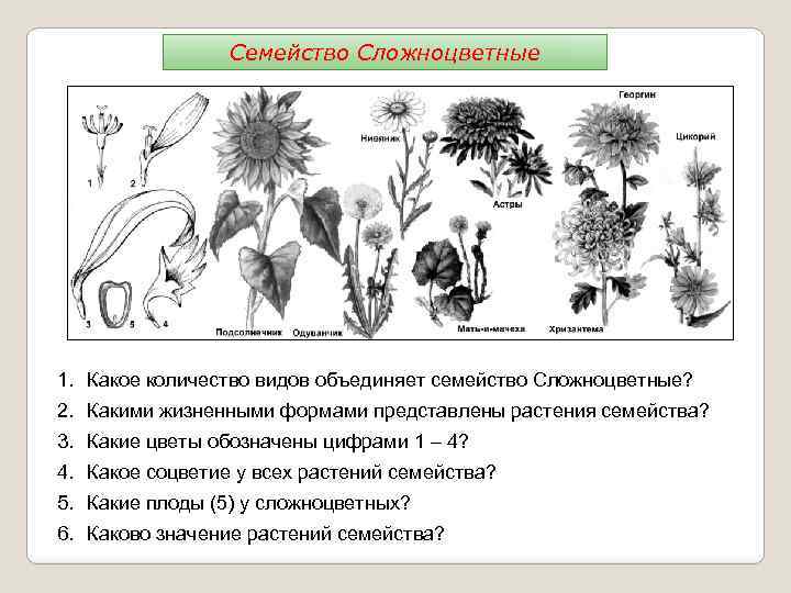 Семейство Сложноцветные 1. Какое количество видов объединяет семейство Сложноцветные? 2. Какими жизненными формами представлены