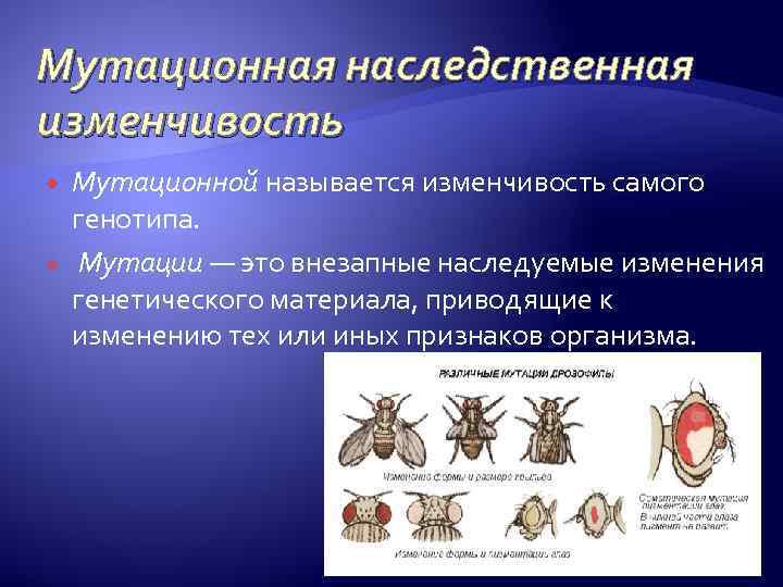 Мутационная наследственная изменчивость Мутационной называется изменчивость самого генотипа. Мутации — это внезапные наследуемые изменения