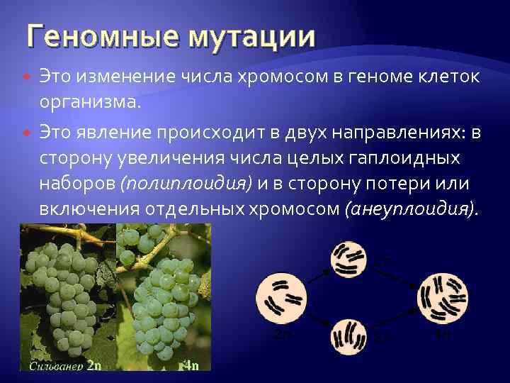 Геномные мутации Это изменение числа хромосом в геноме клеток организма. Это явление происходит в