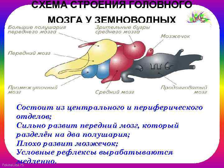 СХЕМА СТРОЕНИЯ ГОЛОВНОГО МОЗГА У ЗЕМНОВОДНЫХ Состоит из центрального и периферического отделов; Сильно развит
