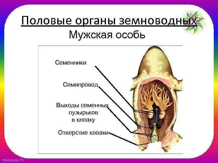 Половые органы земноводных Мужская особь Семенники Семяпровод Выходы семенных пузырьков в клоаку Отверстие клоаки