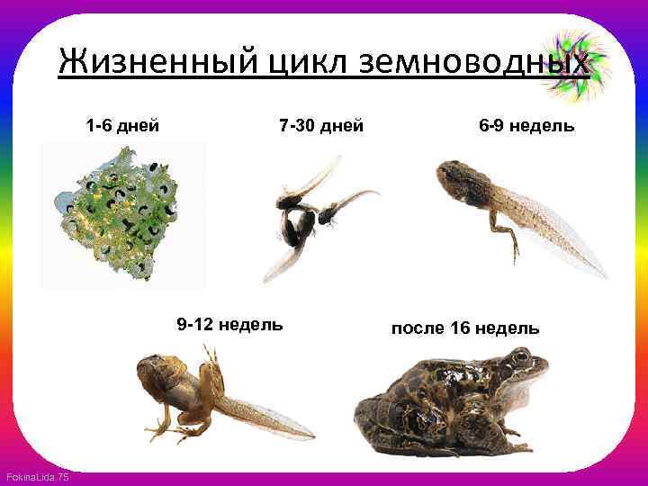 Жизненный цикл земноводных 1 -6 дней 7 -30 дней 9 -12 недель Fokina. Lida.