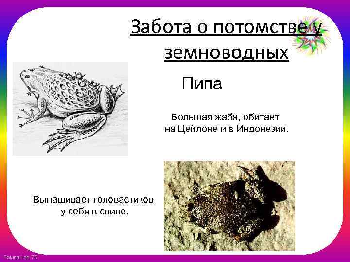 Забота о потомстве у земноводных Пипа Большая жаба, обитает на Цейлоне и в Индонезии.