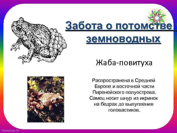 Забота о потомстве у земноводных Жаба-повитуха Распространена в Средней Европе и восточной части Пиренейского
