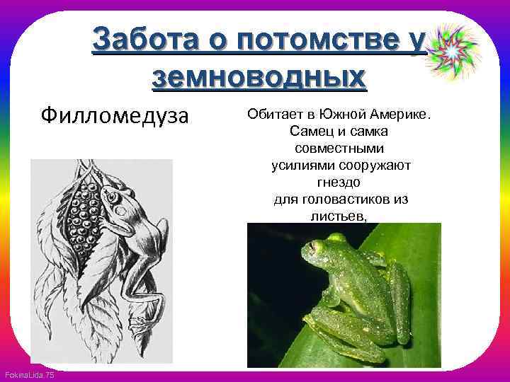 Забота о потомстве у земноводных Филломедуза Fokina. Lida. 75 Обитает в Южной Америке. Самец