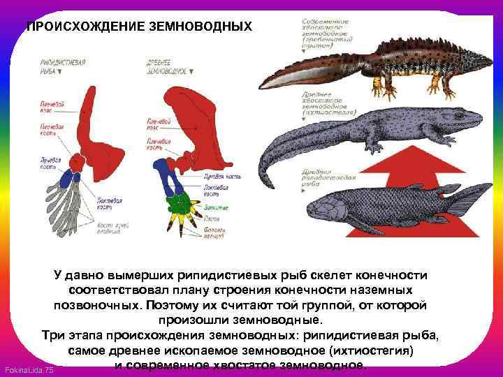 ПРОИСХОЖДЕНИЕ ЗЕМНОВОДНЫХ У давно вымерших рипидистиевых рыб скелет конечности соответствовал плану строения конечности наземных