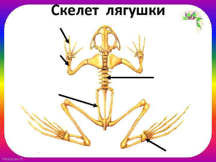 Скелет лягушки Fokina. Lida. 75 